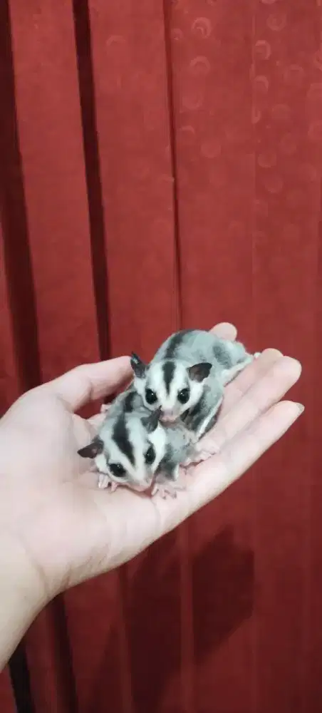 Sugar Glider Whiteface
