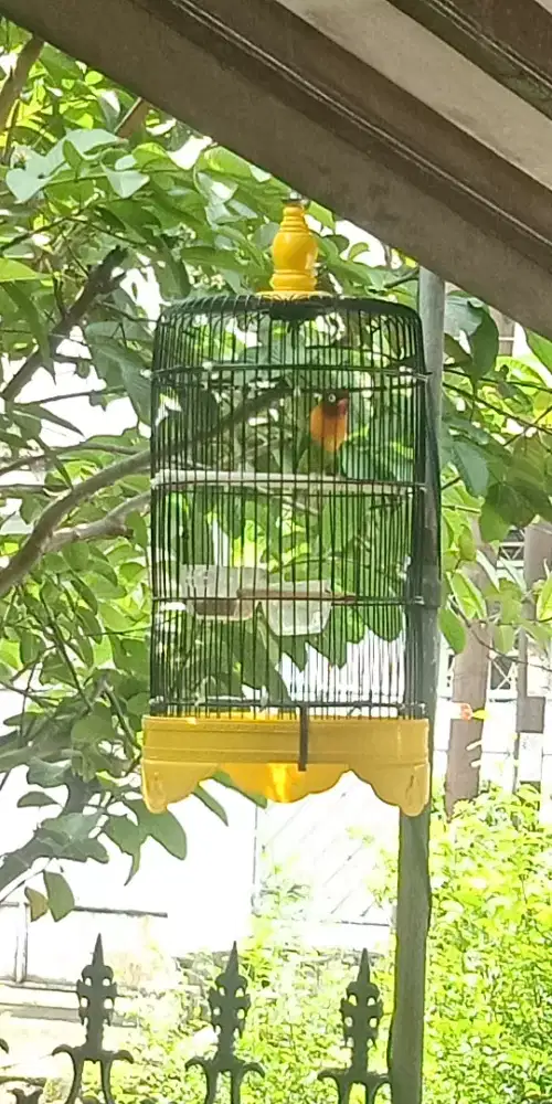 lovebird jantan depok