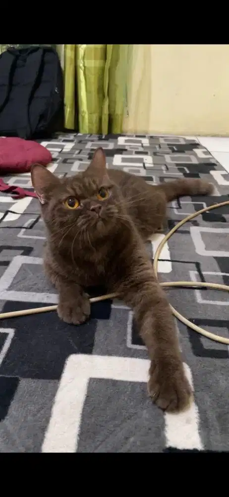 bsh choco betina 1 tahun