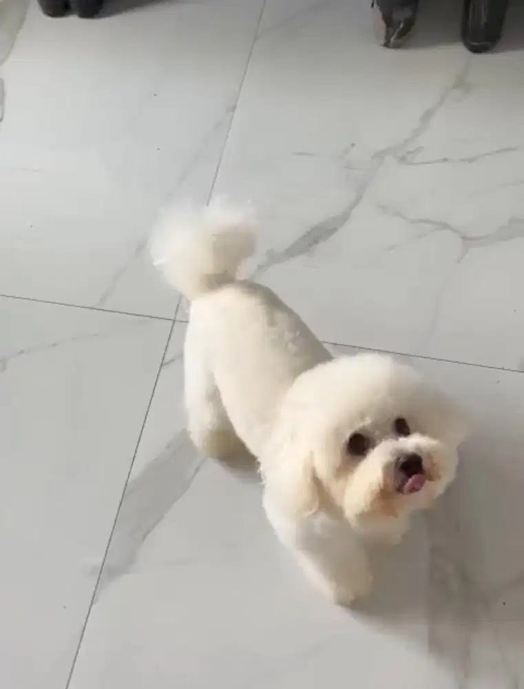 Indukan bichon import