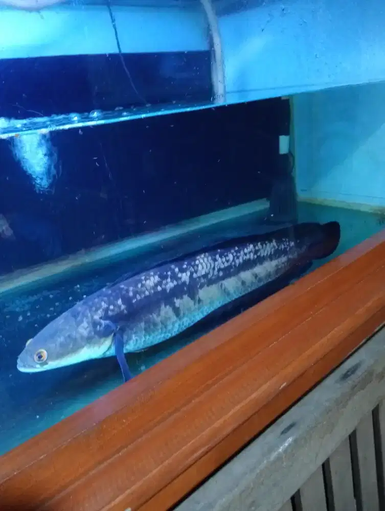 Dijual ikan arwana dan ikan toman