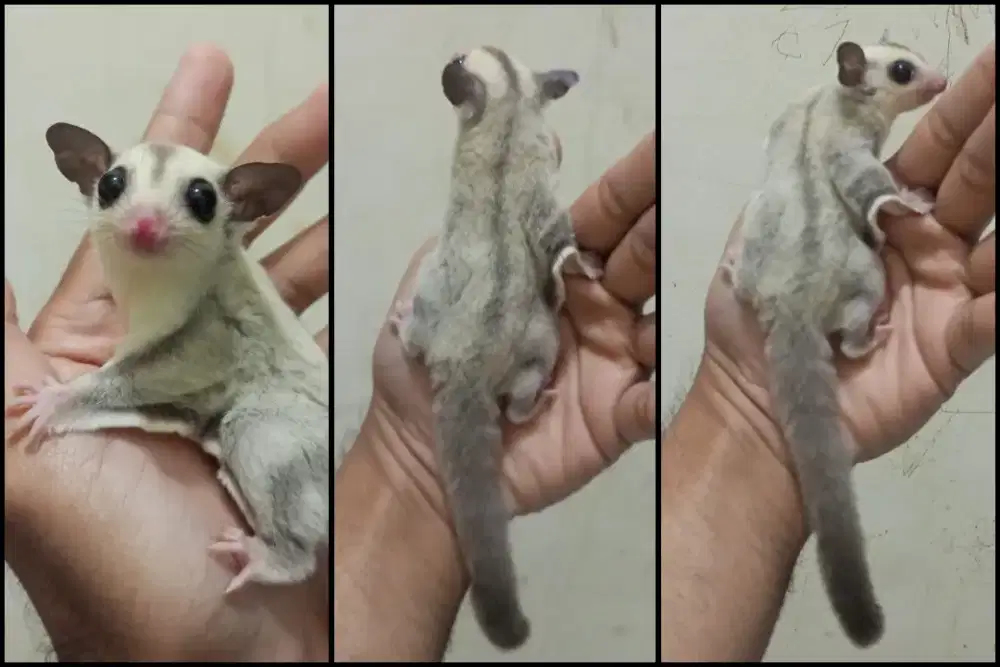 sugar glider platinum betina joy
