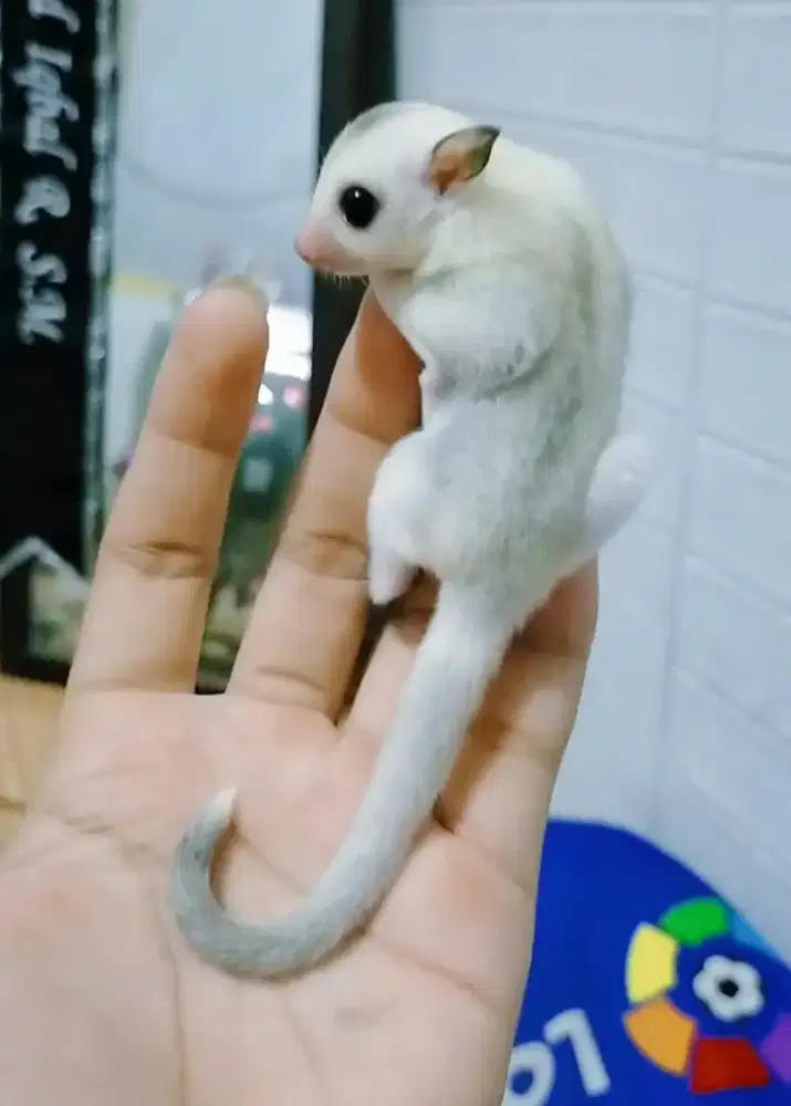 Sugar glider Joey Platmoz