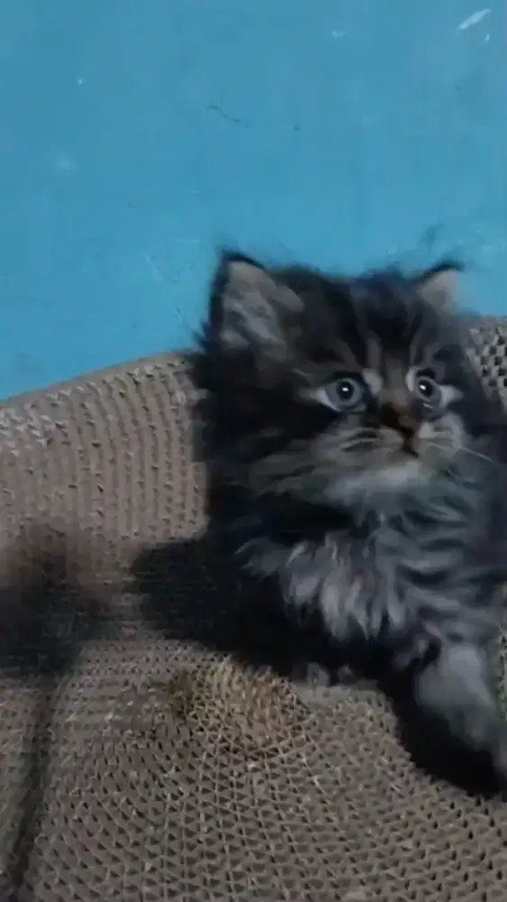 Ready betina umur 2bulan