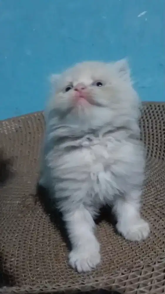 Ready anakan Persia jantan longhair