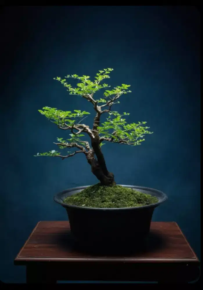Bonsai jeruk kingkit natural