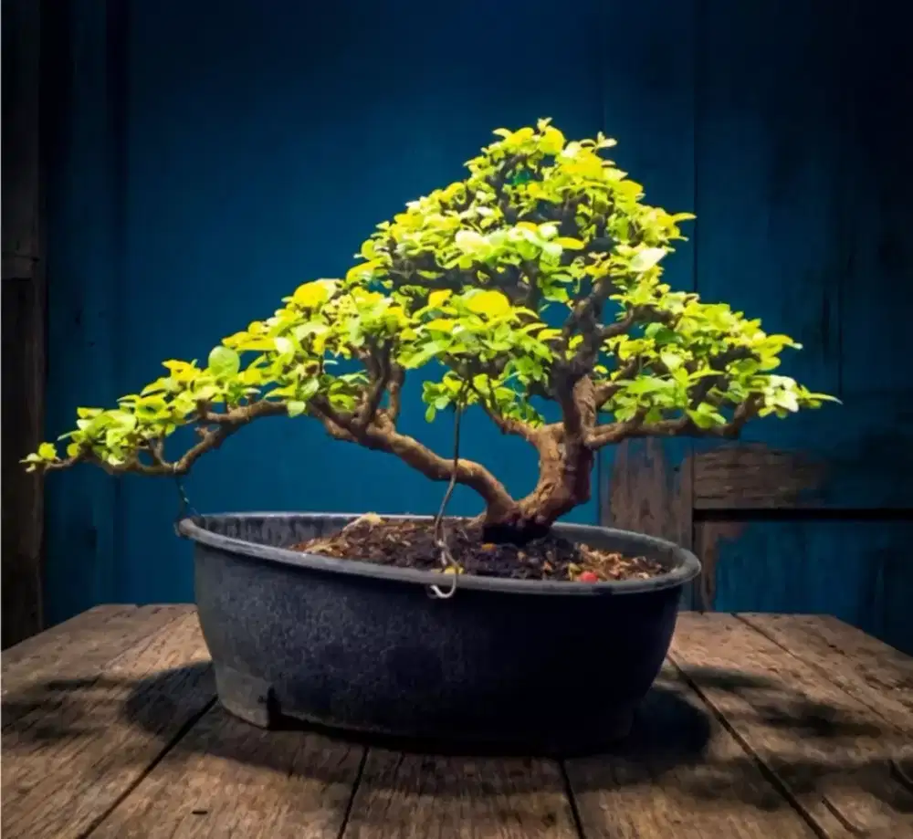 Bonsai Sianci rajin berbuah