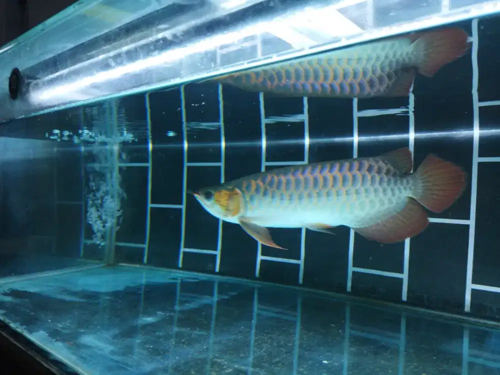 Arwana Super Red menor