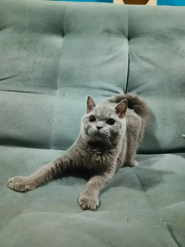 BSH pure 5bulan betina