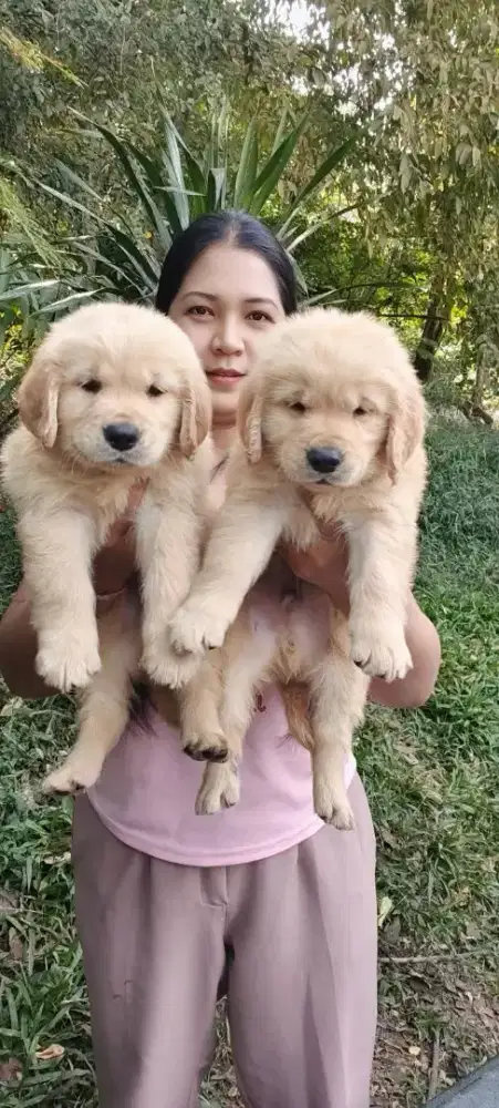 GOLDEN RETRIEVER GEMOY DAN NAFSU MAKAN BAGUS