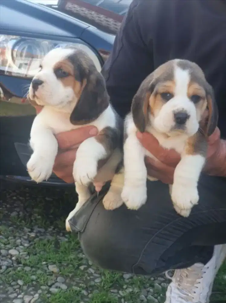 ANJING BEAGLE GEMUK SEHAT DAN LINCAH