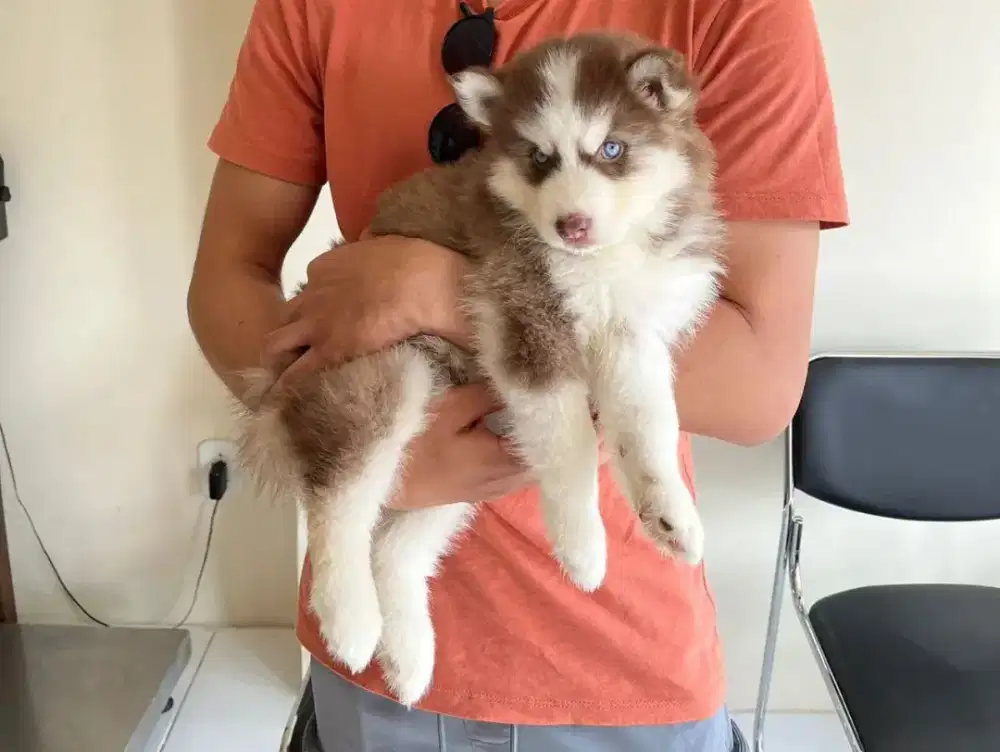 JUAL SIBERIAN HUSKY PUPPY JANTAN