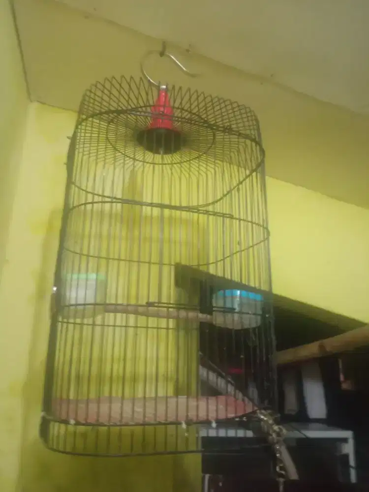 Sangkar burung minimalis besi oval