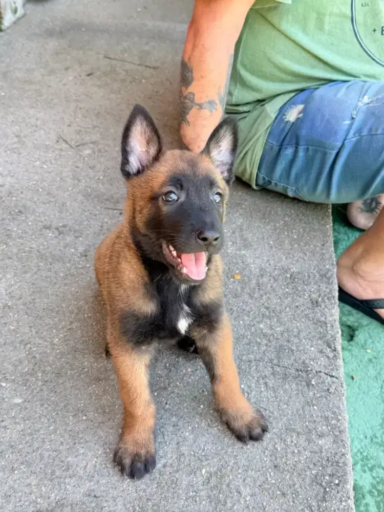 BELGIAN MALINOIS PINTAR DAN MUDAH DILATIH