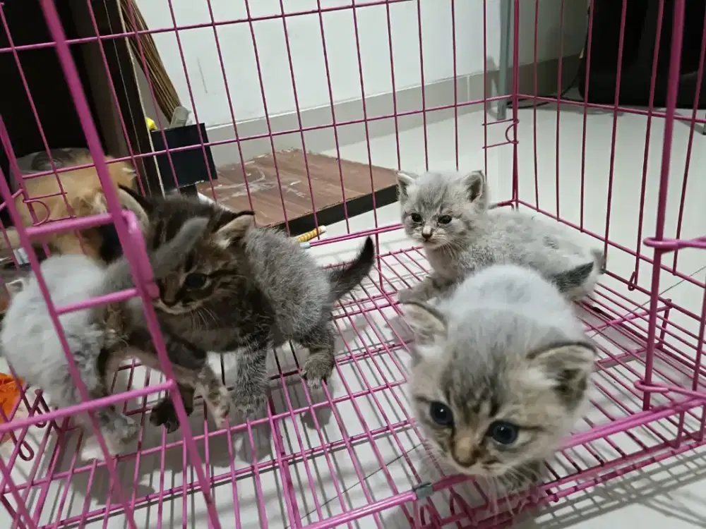 Britishorthir Russian (jantan)yg minat cek ke lokasi ,