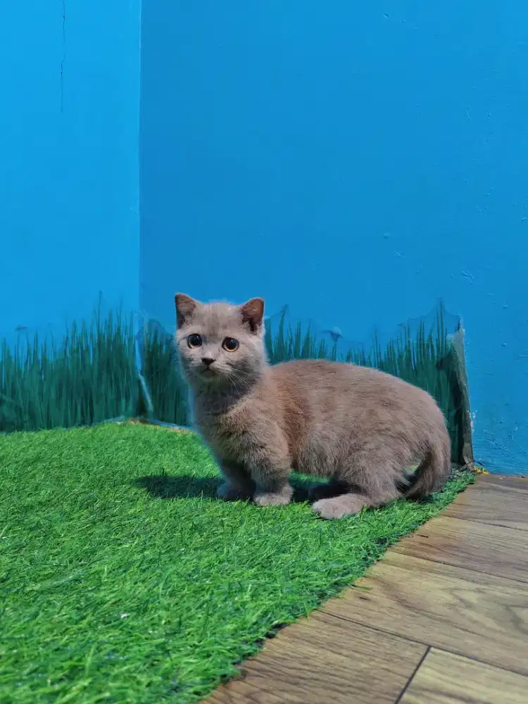 MUNCHKIN BSH LILAC GAELIC FOLD BETINA BRITISH SHORTHAIR CEBOL