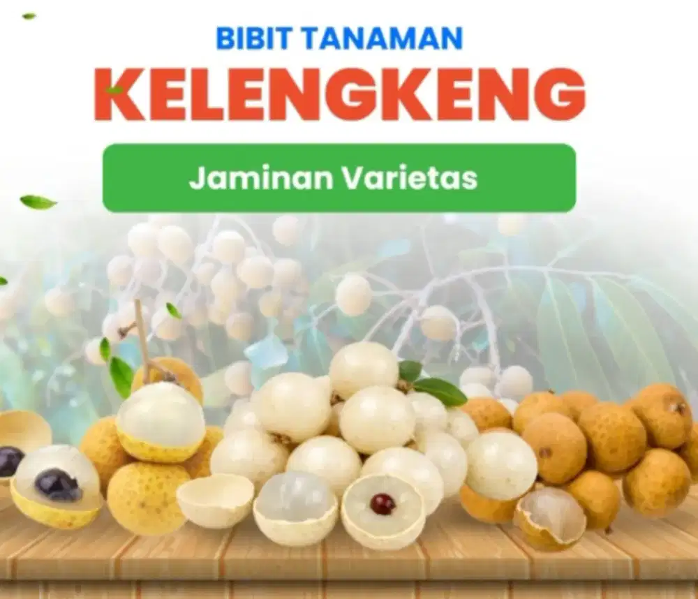 Jual Bibit Kebun Durian, Kelengkeng, Jambu, Alpukat, Bidara Siap Tanam