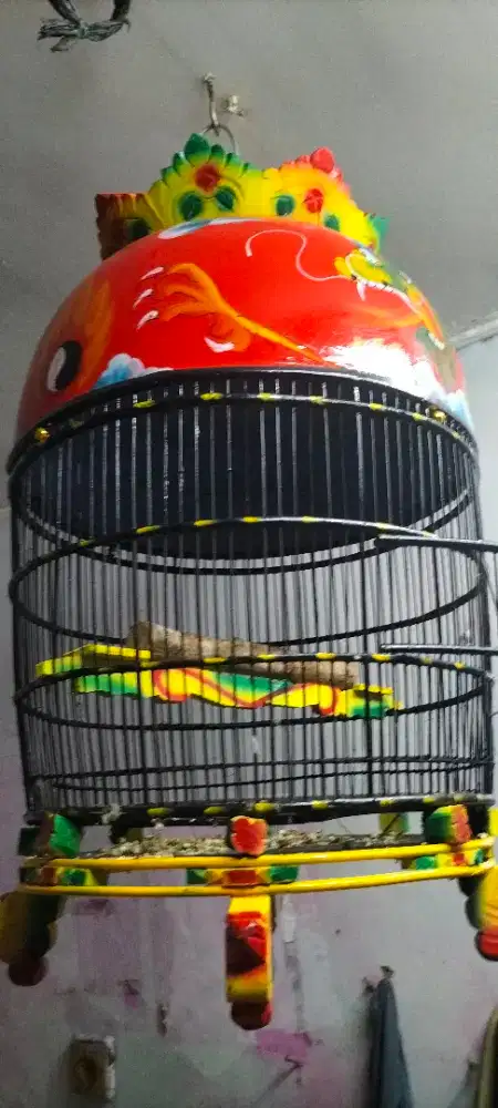 Burung perkutut songgo ratu