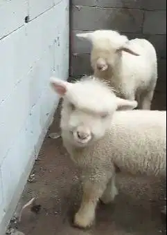 3 ekor cempe anakan domba merino 4 bln 1 jantan 2 betina superan puas