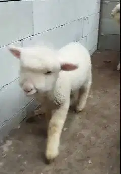 3 ekor cempe anakan domba merino 4 bln 1 jantan 2 betina superan puas