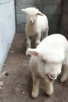 3 ekor cempe anakan domba merino 4 bln 1 jantan 2 betina superan puas