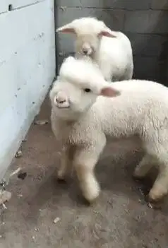 3 ekor anakan cempe domba merino 4 bln 1 jantan 2 betina super unggul