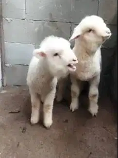 3 ekor anakan cempe domba merino 4 bln 1 jantan 2 betina super unggul