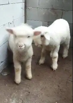 3 ekor anakan cempe domba merino 4 bln 1 jantan 2 betina super unggul