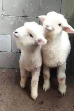 3 ekor anakan cempe domba merino 4 bln 1 jantan 2 betina super unggul