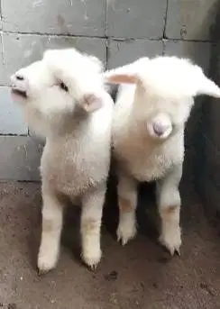 3 ekor cempe anakan domba merino 4 bln 1 jantan 2 betina super unggul