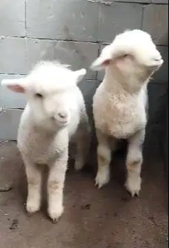 3 ekor cempe anakan domba merino 4 bln 1 jantan 2 betina super unggul