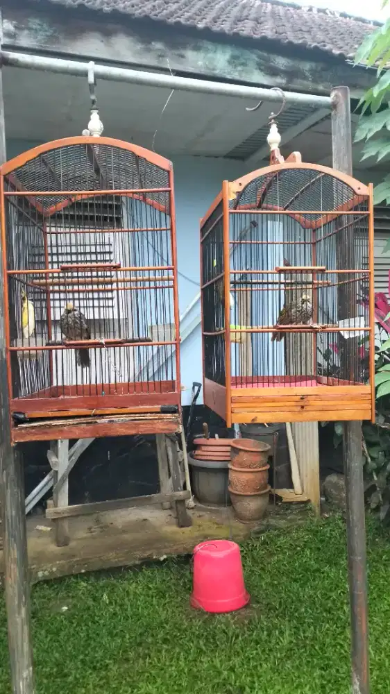 Cucak rowo sepasang dna mapan