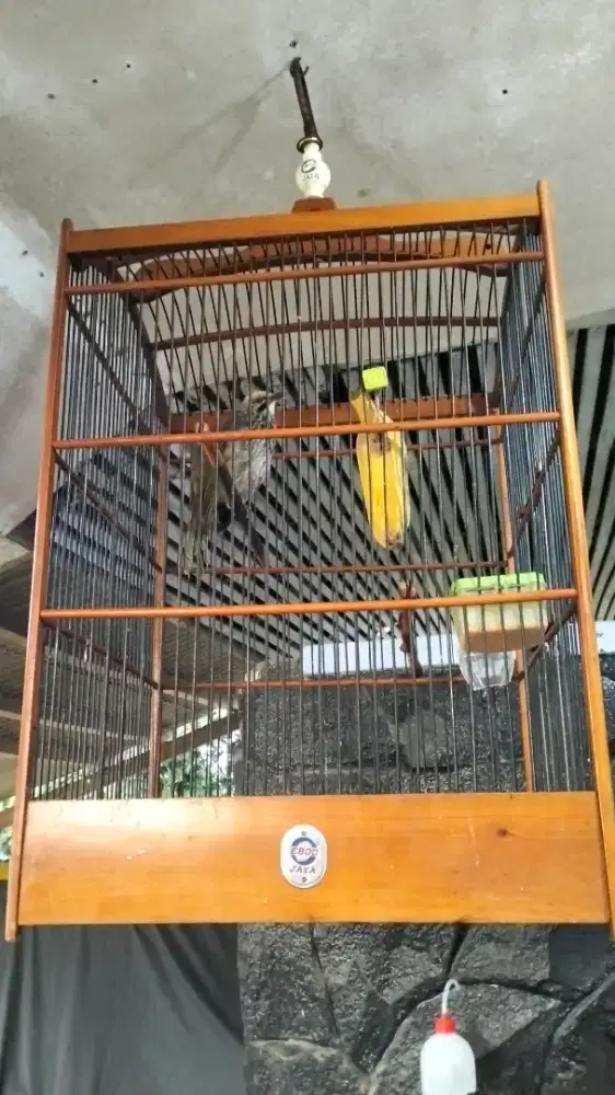 Cucak rowo betina gacor