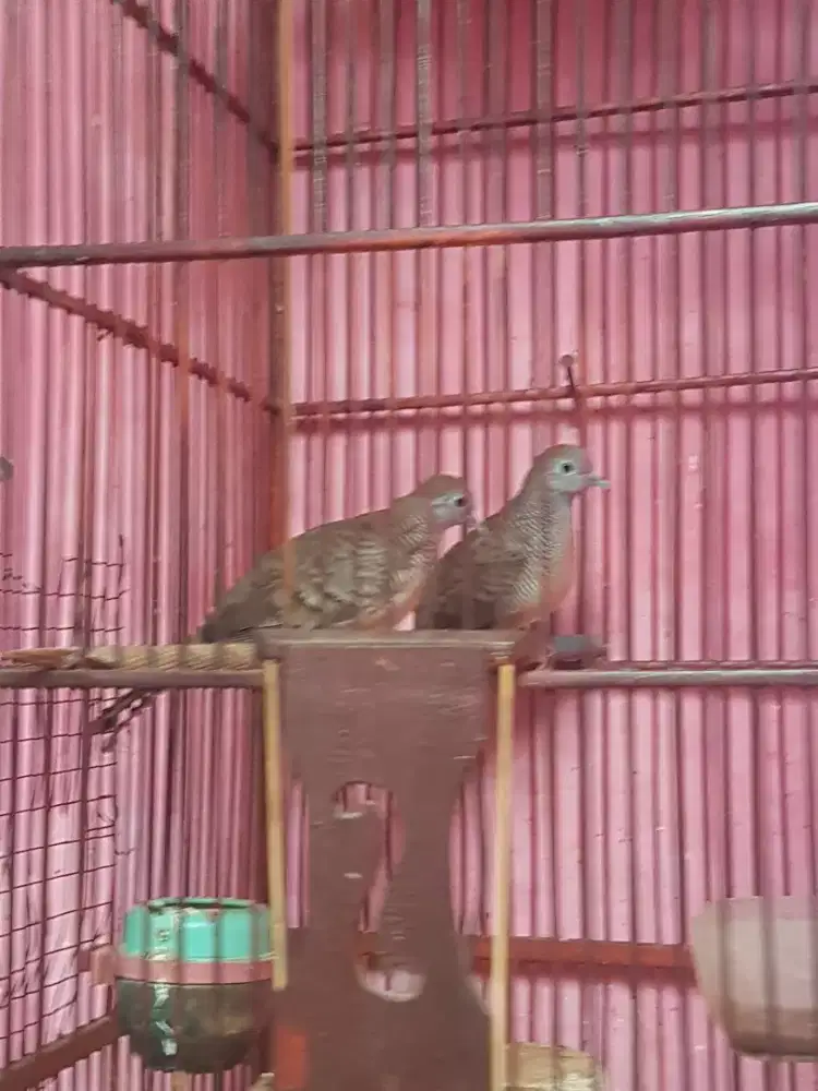 Perkutut lokal sepasang rawatan lama