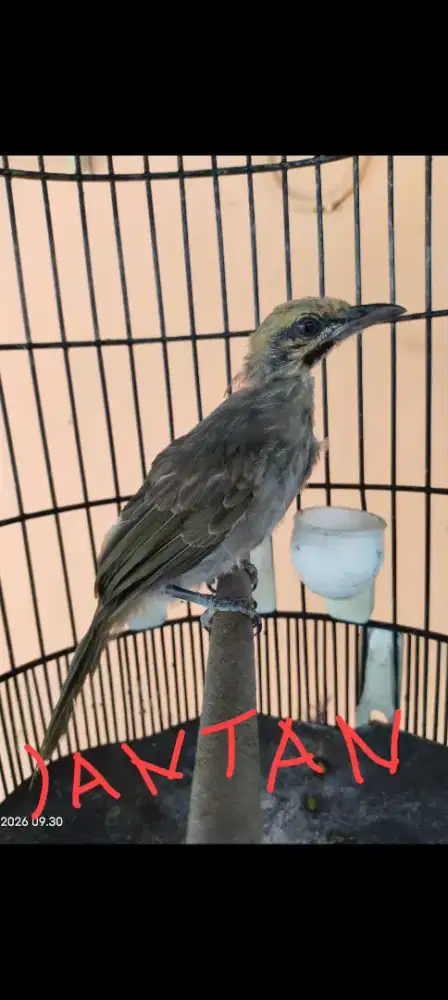 cucak rowo body bige DNA