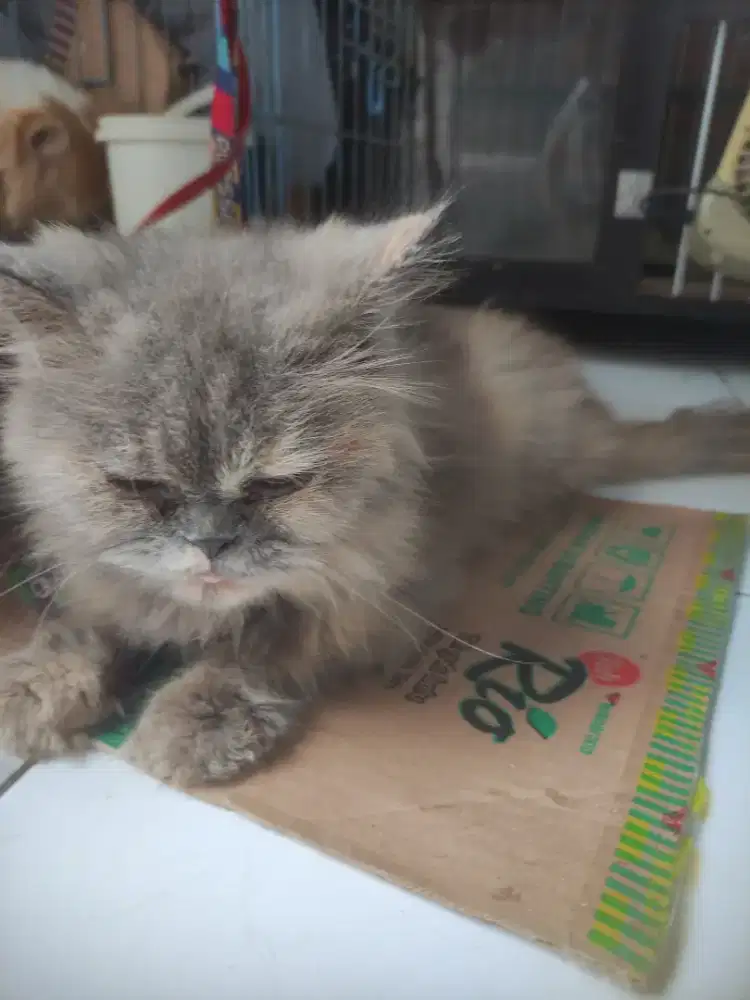 Indukan Persia cewek usia 1 tahunan