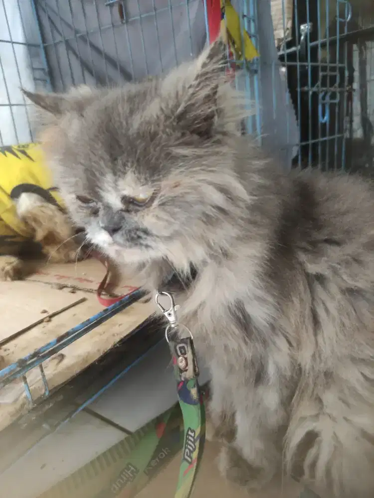 Indukan Persia cewek usia 1 tahunan.