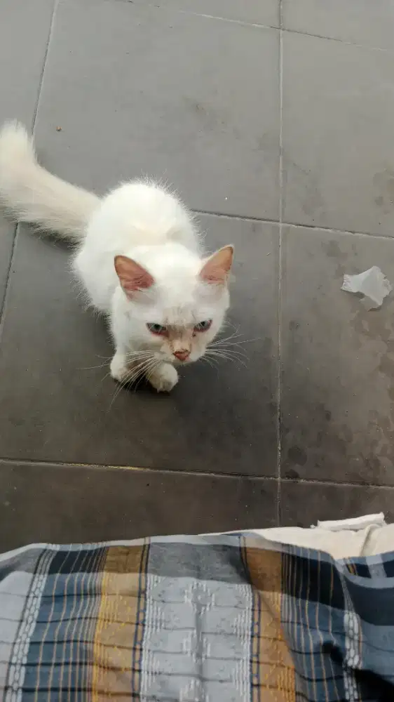 Free adop buat yang bener bener sayang kucing