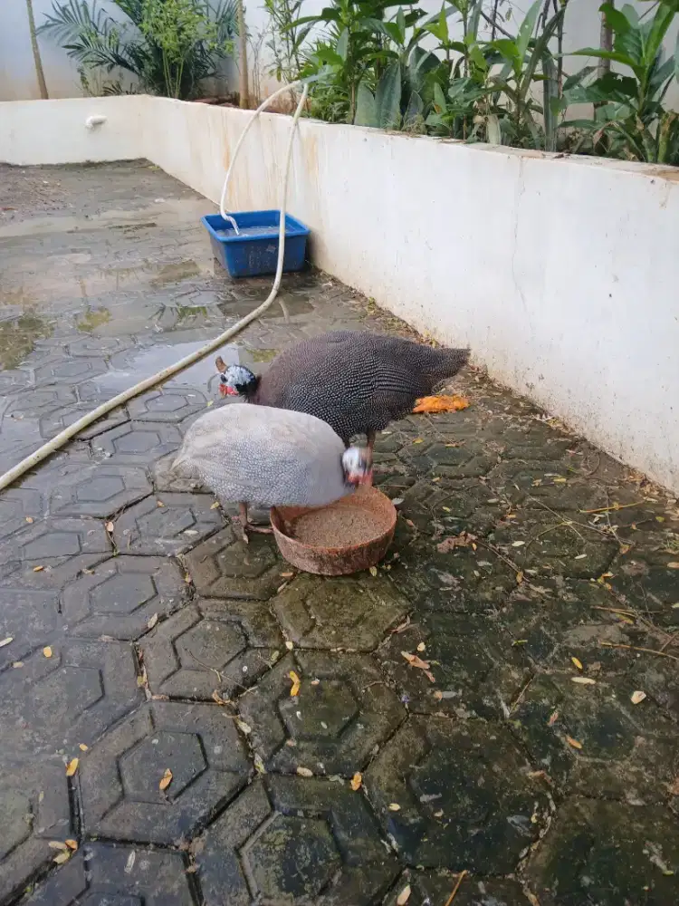 Ayam mutiara 2 ekor 400.000