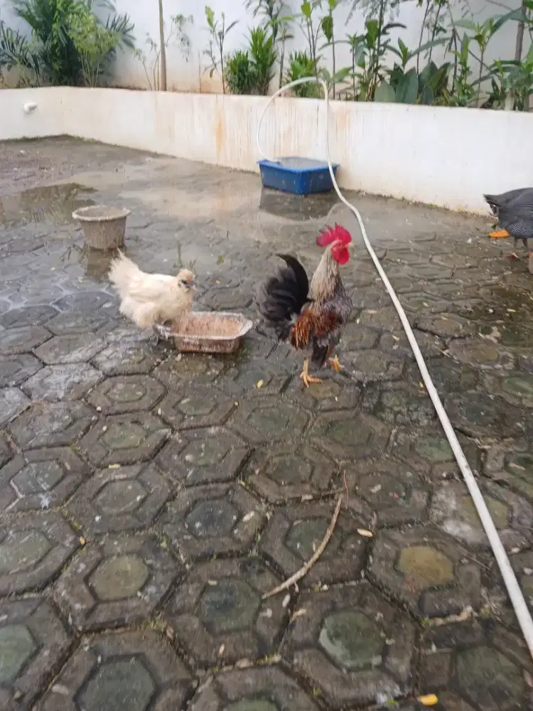 Ayam kategori + ayam america