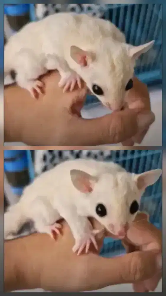 Sugar glider leucistik betina