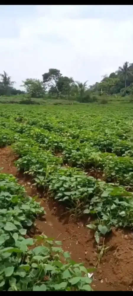 Punya tanah Luas di Kota Bogor bukan lagi mimpi !!!
