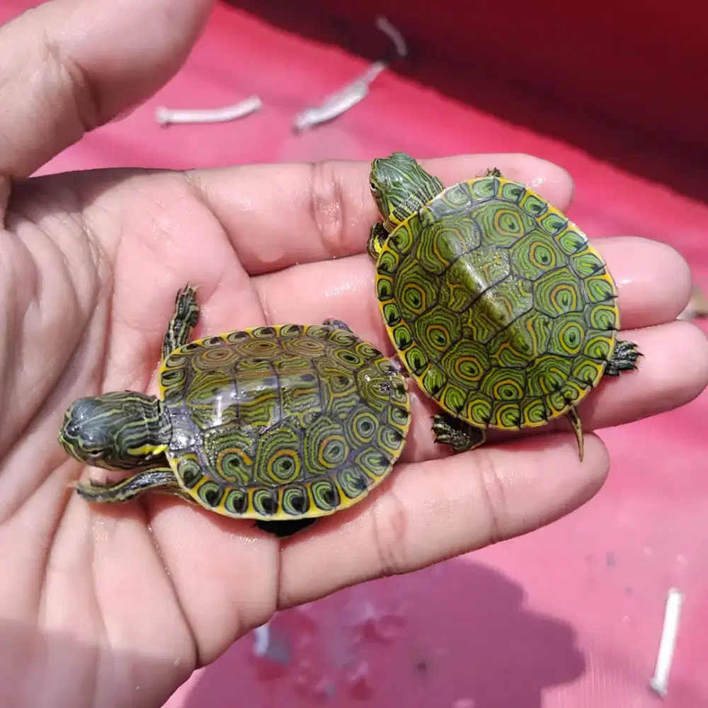 Kura kura venusta Ternakan Lokal baby up