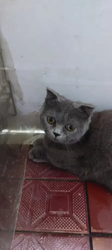 Kucing BSH Munchkin dan scottish fold jantan dan betina