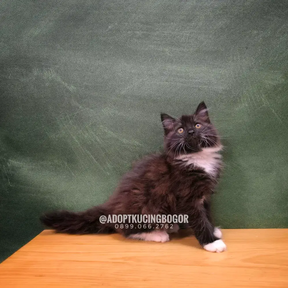 KUCING MAINECOON X PERSIA