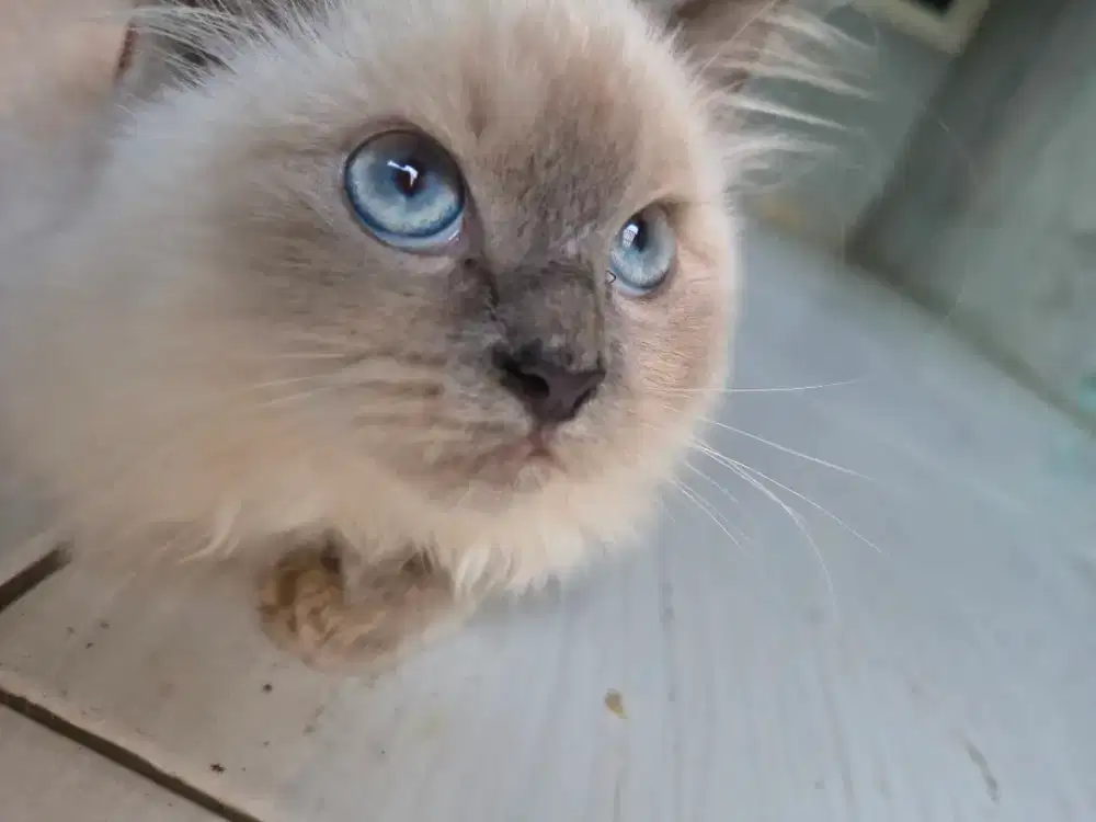 Open adopt persia mix Himalaya