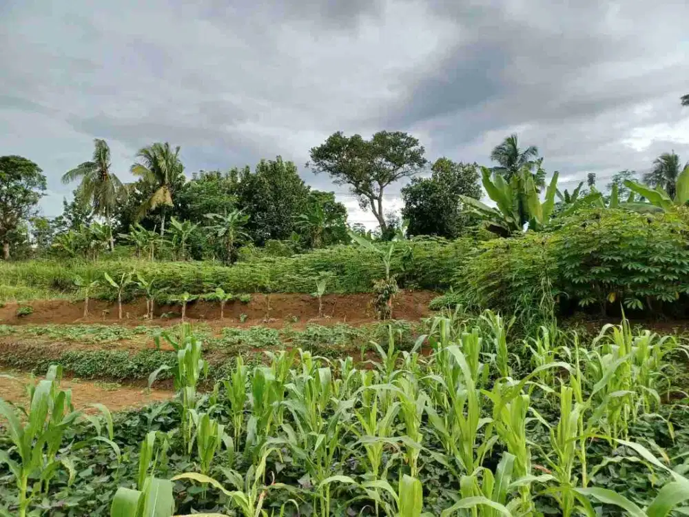 di jual tanah kebun shm murah di Cigudeg Bogor barat