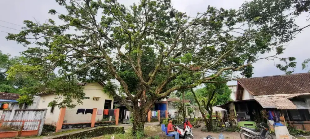 Jasa tebang pohon panggilan