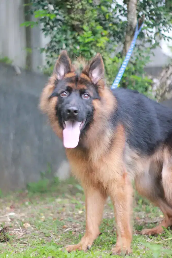 Herder / German Shepherd Jantan Longhair