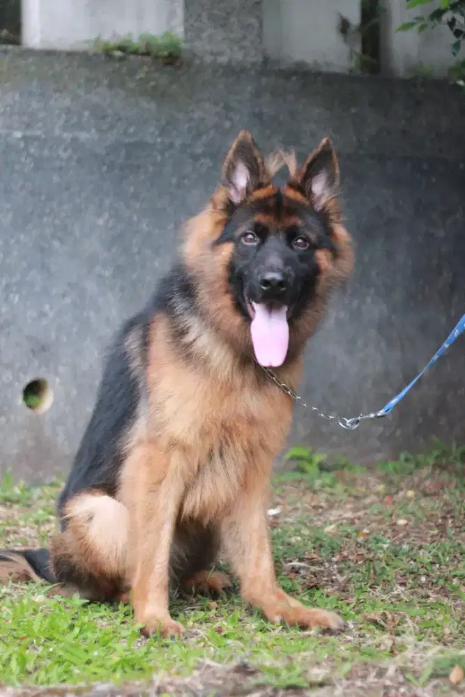 Herder Jantan Longhair / German Shepherd Dog